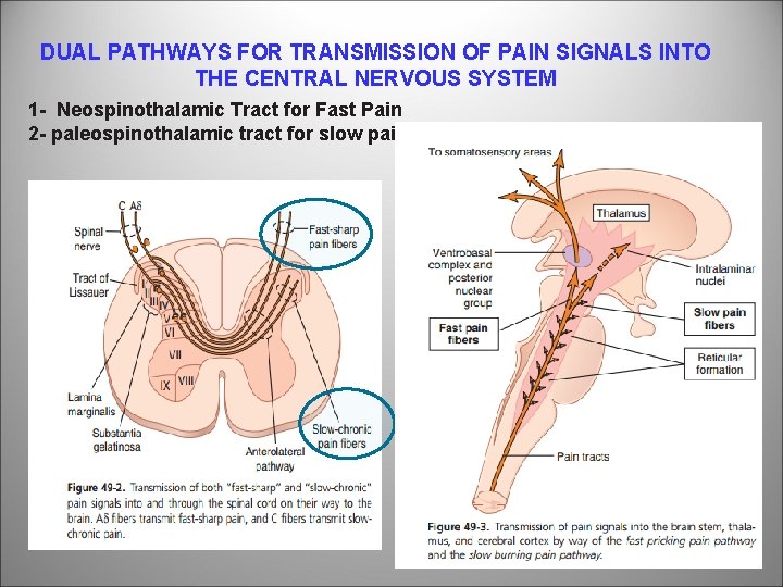 DUAL PATHWAYS FOR TRANSMISSION OF PAIN SIGNALS INTO THE CENTRAL NERVOUS SYSTEM 1 -