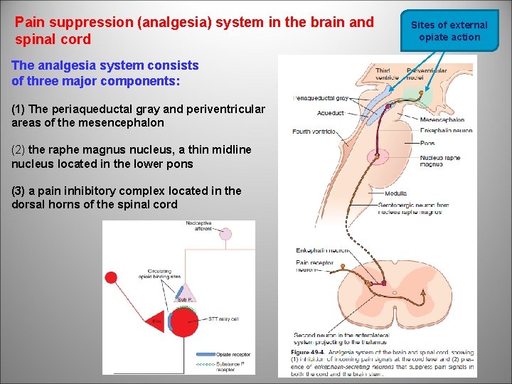 Pain suppression (analgesia) system in the brain and spinal cord The analgesia system consists
