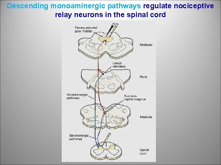 Descending monoaminergic pathways regulate nociceptive relay neurons in the spinal cord 