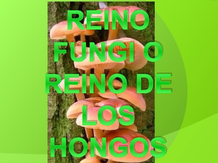 REINO FUNGI O REINO DE LOS HONGOS 