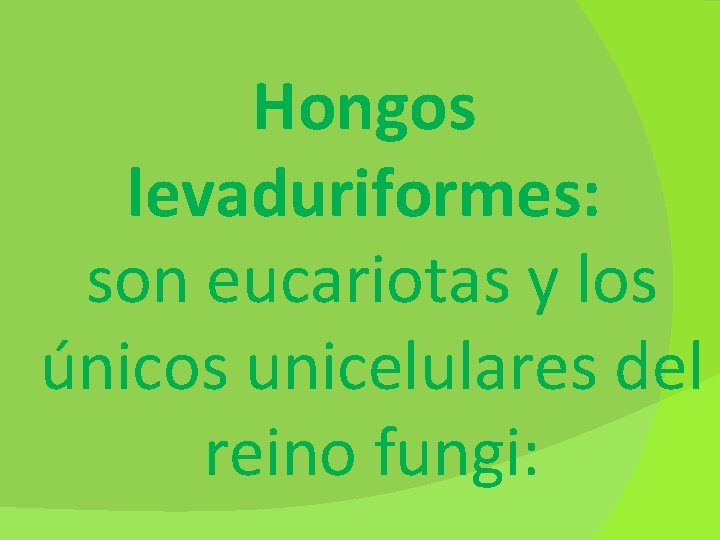 Hongos levaduriformes: son eucariotas y los únicos unicelulares del reino fungi: 