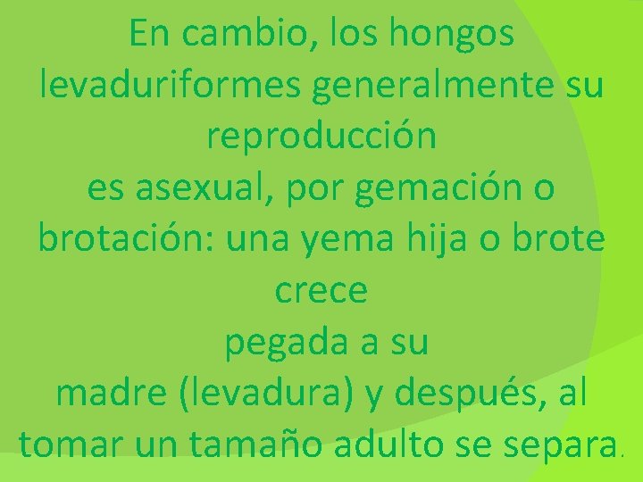 En cambio, los hongos levaduriformes generalmente su reproducción es asexual, por gemación o brotación: