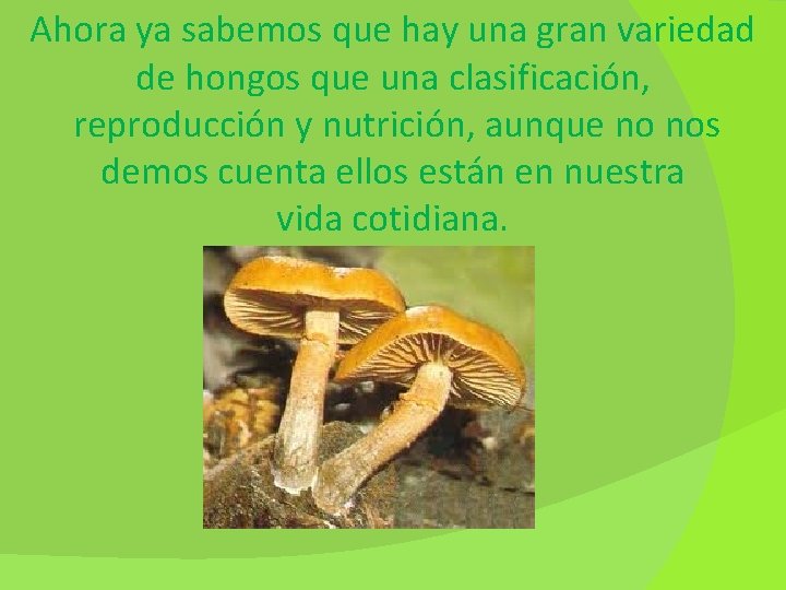 Ahora ya sabemos que hay una gran variedad de hongos que una clasificación, reproducción