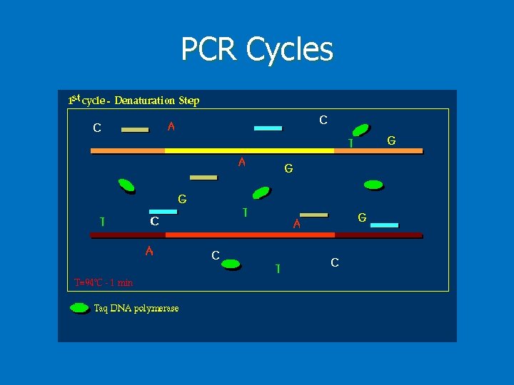 PCR Cycles 