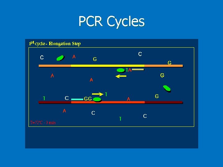 PCR Cycles 