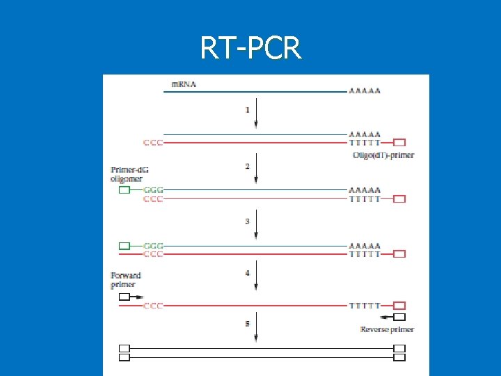 RT-PCR 