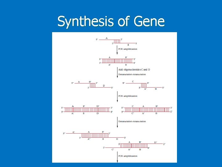 Synthesis of Gene 