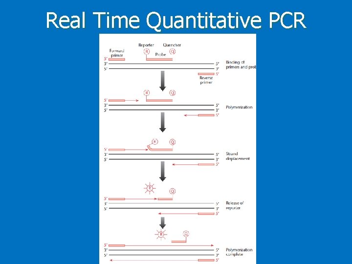 Real Time Quantitative PCR 