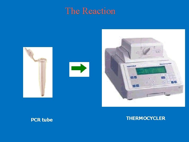 The Reaction PCR tube THERMOCYCLER 