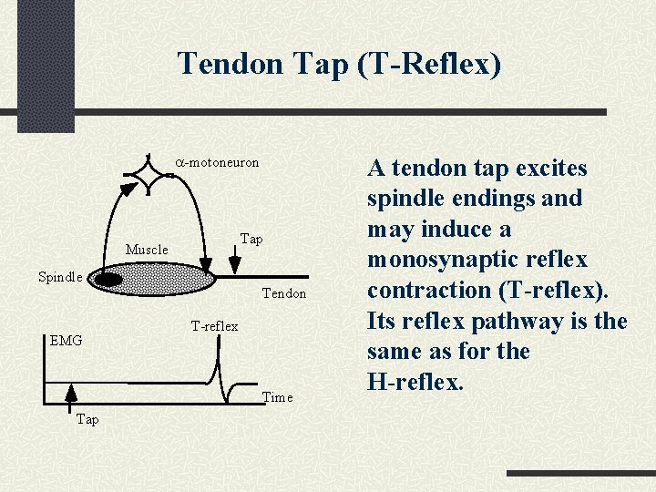 Tendon Tap (T-Reflex) a-motoneuron Tap Muscle Spindle Tendon EMG T-reflex Time Tap A tendon Tendon Tap (T-Reflex) a-motoneuron Tap Muscle Spindle Tendon EMG T-reflex Time Tap A tendon