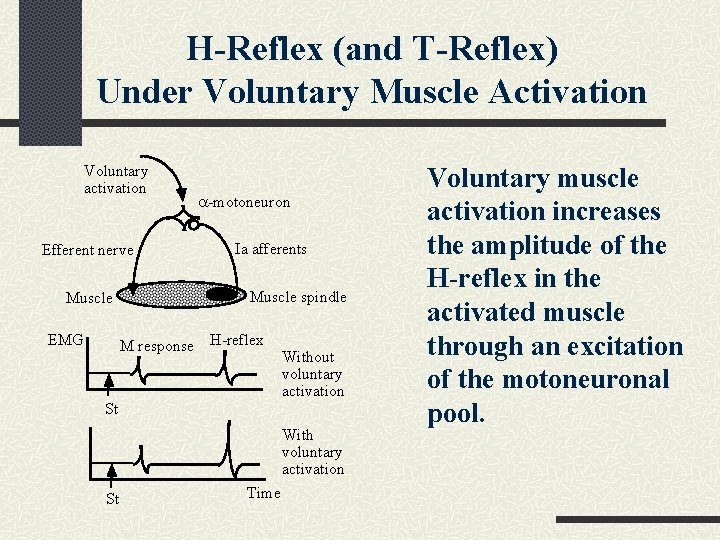H-Reflex (and T-Reflex) Under Voluntary Muscle Activation Voluntary activation Efferent nerve Muscle EMG a-motoneuron H-Reflex (and T-Reflex) Under Voluntary Muscle Activation Voluntary activation Efferent nerve Muscle EMG a-motoneuron