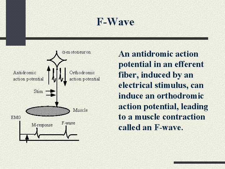 F-Wave a-motoneuron Antidromic action potential Orthodromic action potential Stim Muscle EMG M-response F-wave An F-Wave a-motoneuron Antidromic action potential Orthodromic action potential Stim Muscle EMG M-response F-wave An