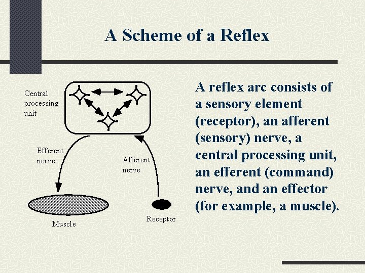 A Scheme of a Reflex Central processing unit Efferent nerve Muscle Afferent nerve Receptor A Scheme of a Reflex Central processing unit Efferent nerve Muscle Afferent nerve Receptor