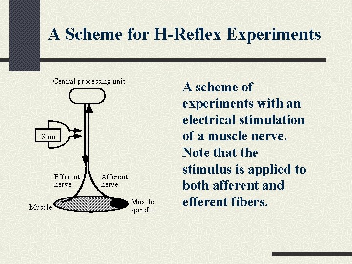 A Scheme for H-Reflex Experiments Central processing unit Stim Efferent nerve Muscle Afferent nerve A Scheme for H-Reflex Experiments Central processing unit Stim Efferent nerve Muscle Afferent nerve