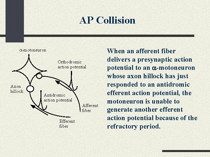 AP Collision a-motoneuron Orthodromic action potential Axon hillock Antidromic action potential Afferent fiber Efferent AP Collision a-motoneuron Orthodromic action potential Axon hillock Antidromic action potential Afferent fiber Efferent