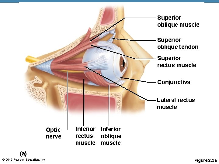 Superior oblique muscle Superior oblique tendon Superior rectus muscle Conjunctiva Lateral rectus muscle Optic Superior oblique muscle Superior oblique tendon Superior rectus muscle Conjunctiva Lateral rectus muscle Optic