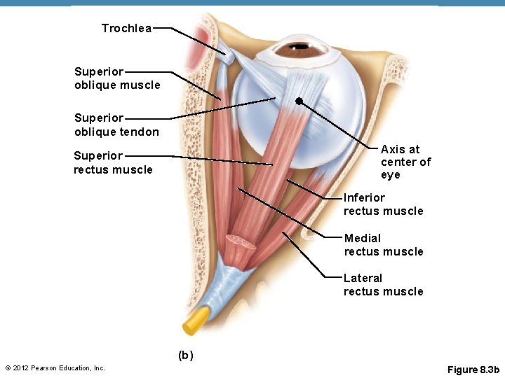 Trochlea Superior oblique muscle Superior oblique tendon Axis at center of eye Superior rectus Trochlea Superior oblique muscle Superior oblique tendon Axis at center of eye Superior rectus