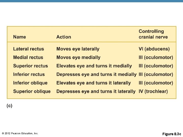 © 2012 Pearson Education, Inc. Figure 8. 3 c © 2012 Pearson Education, Inc. Figure 8. 3 c