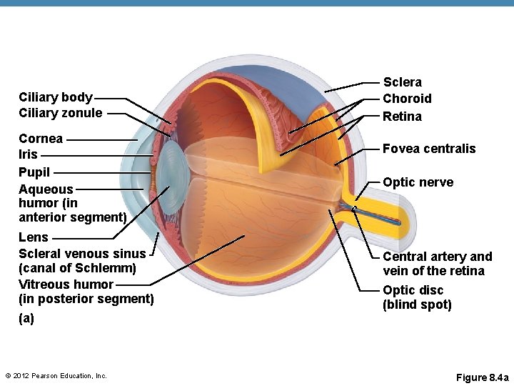 Ciliary body Ciliary zonule Cornea Iris Pupil Aqueous humor (in anterior segment) Lens Scleral Ciliary body Ciliary zonule Cornea Iris Pupil Aqueous humor (in anterior segment) Lens Scleral