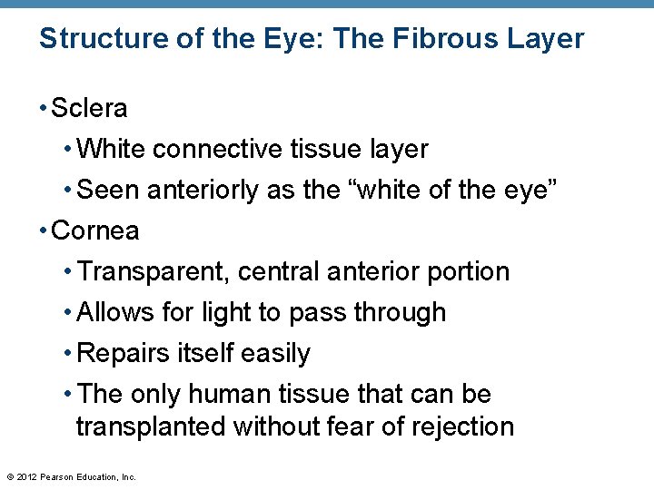 Structure of the Eye: The Fibrous Layer • Sclera • White connective tissue layer Structure of the Eye: The Fibrous Layer • Sclera • White connective tissue layer