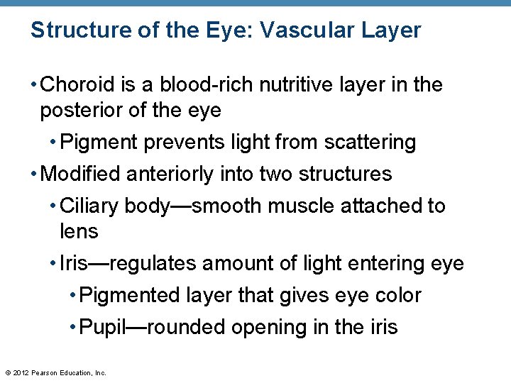 Structure of the Eye: Vascular Layer • Choroid is a blood-rich nutritive layer in Structure of the Eye: Vascular Layer • Choroid is a blood-rich nutritive layer in