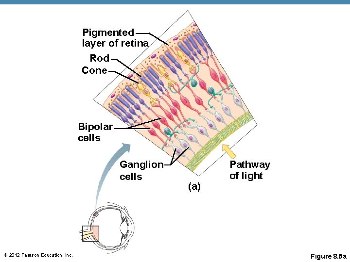 Pigmented layer of retina Rod Cone Bipolar cells Ganglion cells © 2012 Pearson Education, Pigmented layer of retina Rod Cone Bipolar cells Ganglion cells © 2012 Pearson Education,