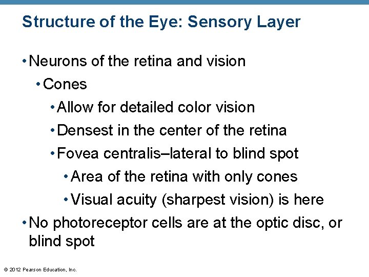 Structure of the Eye: Sensory Layer • Neurons of the retina and vision • Structure of the Eye: Sensory Layer • Neurons of the retina and vision •