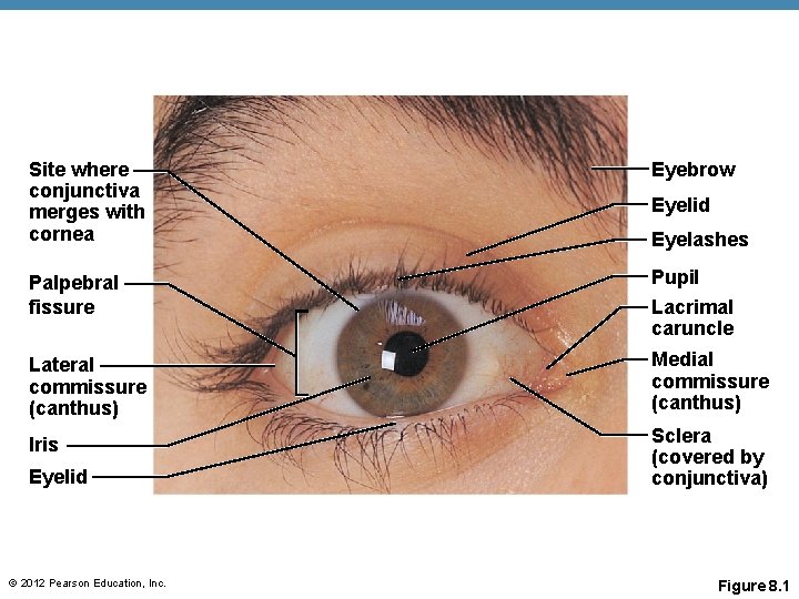 Site where conjunctiva merges with cornea Eyebrow Palpebral fissure Pupil Lacrimal caruncle Lateral commissure Site where conjunctiva merges with cornea Eyebrow Palpebral fissure Pupil Lacrimal caruncle Lateral commissure