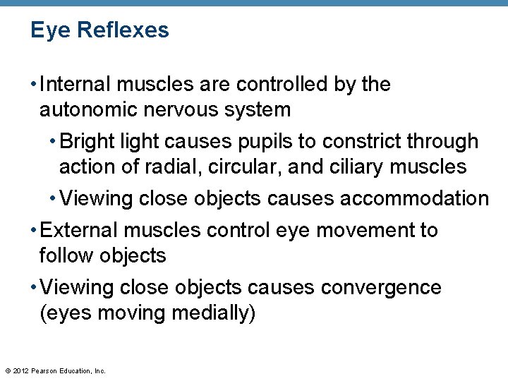 Eye Reflexes • Internal muscles are controlled by the autonomic nervous system • Bright Eye Reflexes • Internal muscles are controlled by the autonomic nervous system • Bright