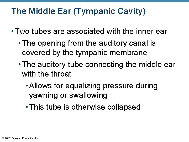 The Middle Ear (Tympanic Cavity) • Two tubes are associated with the inner ear The Middle Ear (Tympanic Cavity) • Two tubes are associated with the inner ear