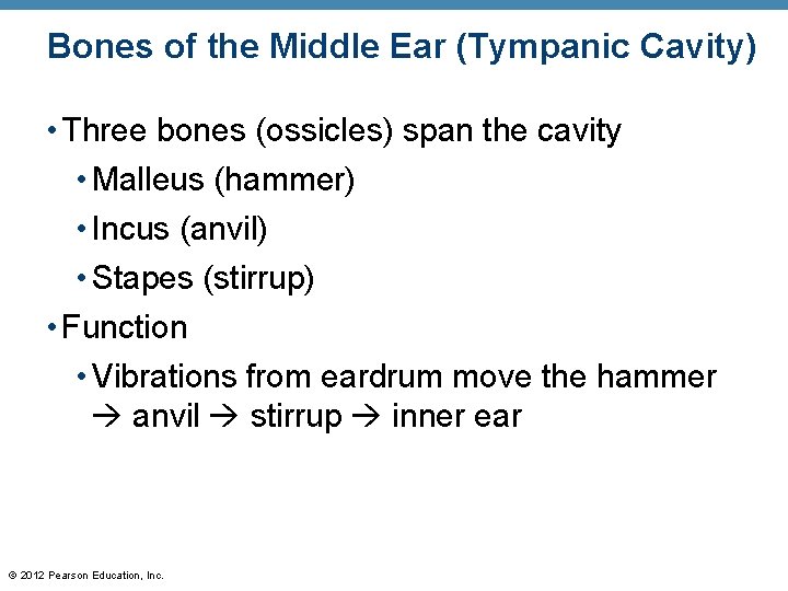 Bones of the Middle Ear (Tympanic Cavity) • Three bones (ossicles) span the cavity Bones of the Middle Ear (Tympanic Cavity) • Three bones (ossicles) span the cavity