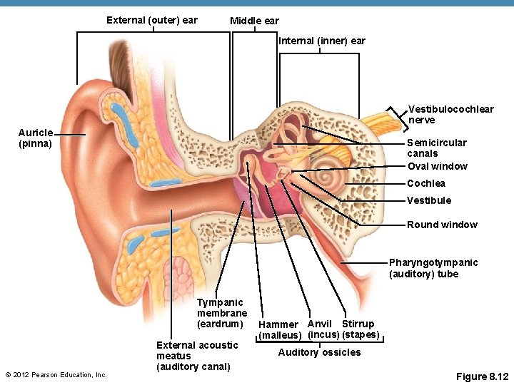 External (outer) ear Middle ear Internal (inner) ear Vestibulocochlear nerve Auricle (pinna) Semicircular canals External (outer) ear Middle ear Internal (inner) ear Vestibulocochlear nerve Auricle (pinna) Semicircular canals