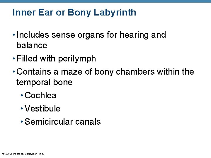 Inner Ear or Bony Labyrinth • Includes sense organs for hearing and balance • Inner Ear or Bony Labyrinth • Includes sense organs for hearing and balance •