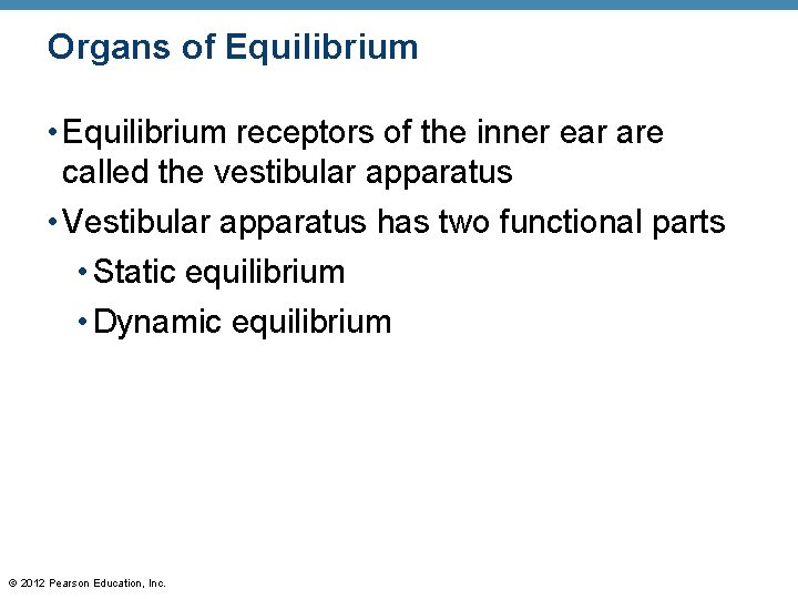 Organs of Equilibrium • Equilibrium receptors of the inner ear are called the vestibular Organs of Equilibrium • Equilibrium receptors of the inner ear are called the vestibular