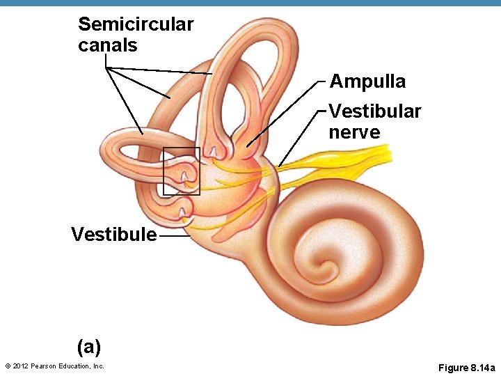 Semicircular canals Ampulla Vestibular nerve Vestibule (a) © 2012 Pearson Education, Inc. Figure 8. Semicircular canals Ampulla Vestibular nerve Vestibule (a) © 2012 Pearson Education, Inc. Figure 8.