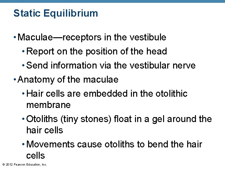 Static Equilibrium • Maculae—receptors in the vestibule • Report on the position of the Static Equilibrium • Maculae—receptors in the vestibule • Report on the position of the