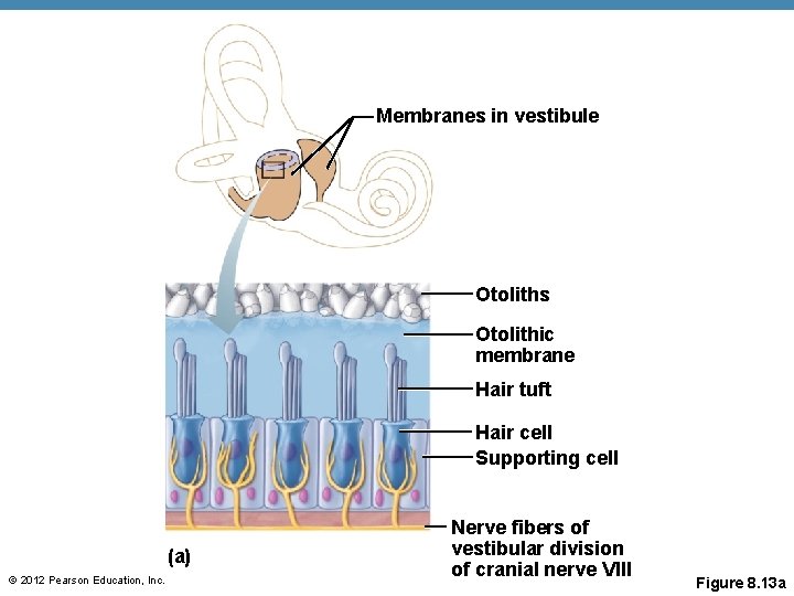Membranes in vestibule Otoliths Otolithic membrane Hair tuft Hair cell Supporting cell (a) © Membranes in vestibule Otoliths Otolithic membrane Hair tuft Hair cell Supporting cell (a) ©