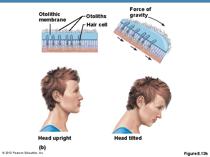 Otolithic membrane Head upright Otoliths Force of gravity Hair cell Head tilted (b) © Otolithic membrane Head upright Otoliths Force of gravity Hair cell Head tilted (b) ©