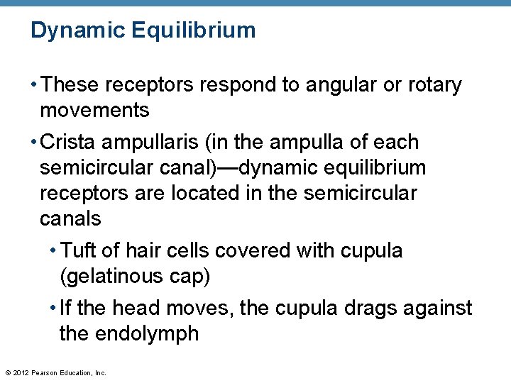 Dynamic Equilibrium • These receptors respond to angular or rotary movements • Crista ampullaris Dynamic Equilibrium • These receptors respond to angular or rotary movements • Crista ampullaris