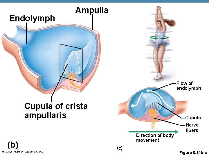 Endolymph Ampulla Flow of endolymph Cupula of crista ampullaris (b) © 2012 Pearson Education, Endolymph Ampulla Flow of endolymph Cupula of crista ampullaris (b) © 2012 Pearson Education,