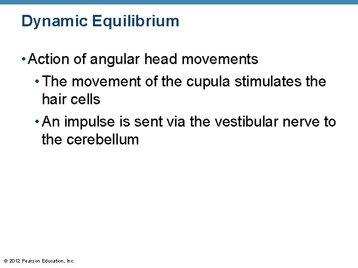 Dynamic Equilibrium • Action of angular head movements • The movement of the cupula Dynamic Equilibrium • Action of angular head movements • The movement of the cupula
