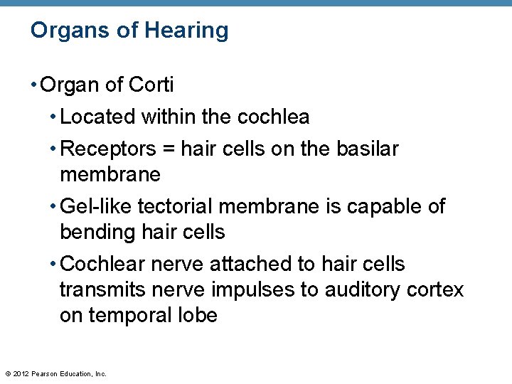 Organs of Hearing • Organ of Corti • Located within the cochlea • Receptors Organs of Hearing • Organ of Corti • Located within the cochlea • Receptors