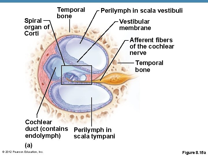 Spiral organ of Corti Temporal bone Perilymph in scala vestibuli Vestibular membrane Afferent fibers Spiral organ of Corti Temporal bone Perilymph in scala vestibuli Vestibular membrane Afferent fibers