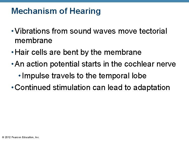 Mechanism of Hearing • Vibrations from sound waves move tectorial membrane • Hair cells Mechanism of Hearing • Vibrations from sound waves move tectorial membrane • Hair cells