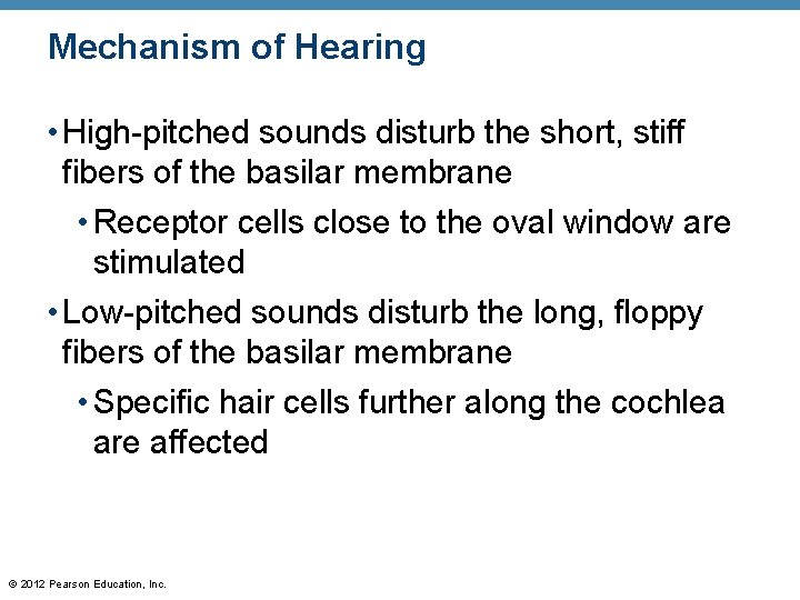 Mechanism of Hearing • High-pitched sounds disturb the short, stiff fibers of the basilar Mechanism of Hearing • High-pitched sounds disturb the short, stiff fibers of the basilar