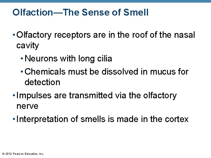Olfaction—The Sense of Smell • Olfactory receptors are in the roof of the nasal Olfaction—The Sense of Smell • Olfactory receptors are in the roof of the nasal