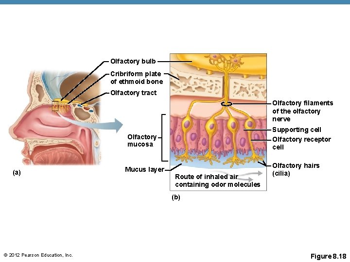 Olfactory bulb Cribriform plate of ethmoid bone Olfactory tract Olfactory filaments of the olfactory Olfactory bulb Cribriform plate of ethmoid bone Olfactory tract Olfactory filaments of the olfactory