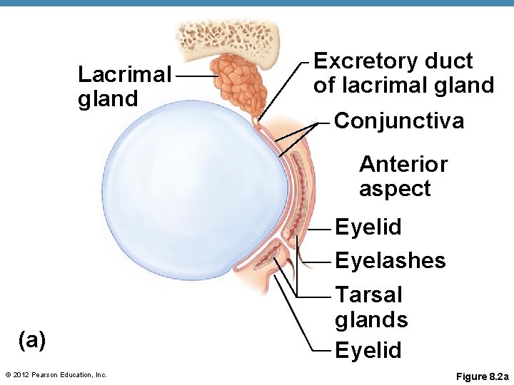 Lacrimal gland Excretory duct of lacrimal gland Conjunctiva Anterior aspect (a) © 2012 Pearson Lacrimal gland Excretory duct of lacrimal gland Conjunctiva Anterior aspect (a) © 2012 Pearson
