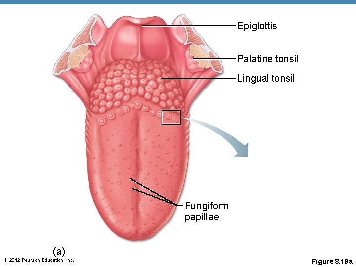 Epiglottis Palatine tonsil Lingual tonsil Fungiform papillae (a) © 2012 Pearson Education, Inc. Figure Epiglottis Palatine tonsil Lingual tonsil Fungiform papillae (a) © 2012 Pearson Education, Inc. Figure