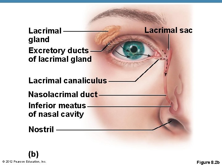 Lacrimal gland Excretory ducts of lacrimal gland Lacrimal sac Lacrimal canaliculus Nasolacrimal duct Inferior Lacrimal gland Excretory ducts of lacrimal gland Lacrimal sac Lacrimal canaliculus Nasolacrimal duct Inferior